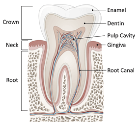 What Is A Root Canal?